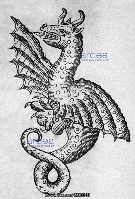 : Black & White Illustration: Dragon - woodcut in : Black & White Illustration: Dragon - woodcut in
