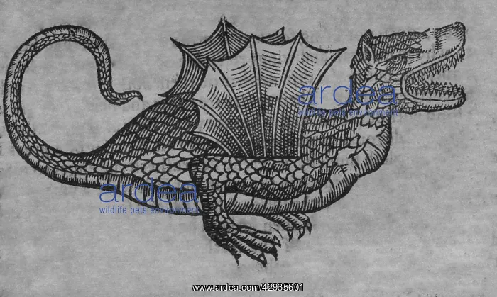 : Black & White Illustration: Dragon - woodcut in : Black & White Illustration: Dragon - woodcut in