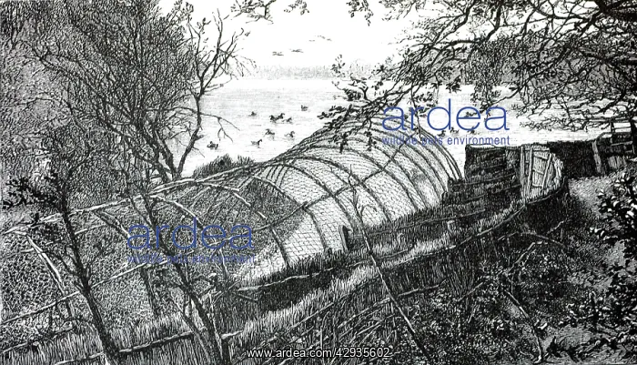 : Black & White Illustration: Duck decoy from Simpson : Black & White Illustration: Duck decoy from Simpson