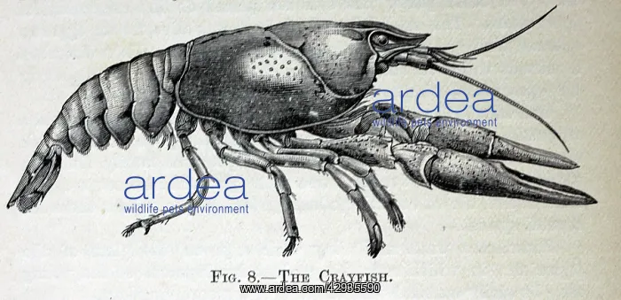 : Black & White Illustration: European / Noble / : Black & White Illustration: European / Noble /