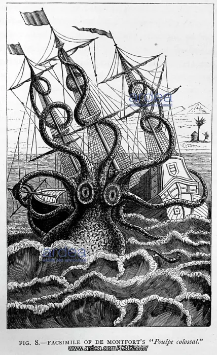 : Black & White Illustration: Giant Squid - historic : Black & White Illustration: Giant Squid - historic