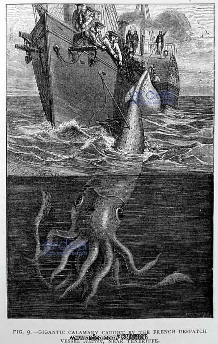 : Black & White Illustration: Giant squid - historic : Black & White Illustration: Giant squid - historic