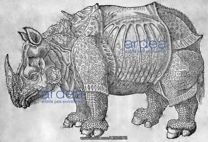 : Black & White Illustration: Great Indian / One-horned : Black & White Illustration: Great Indian / One-horned