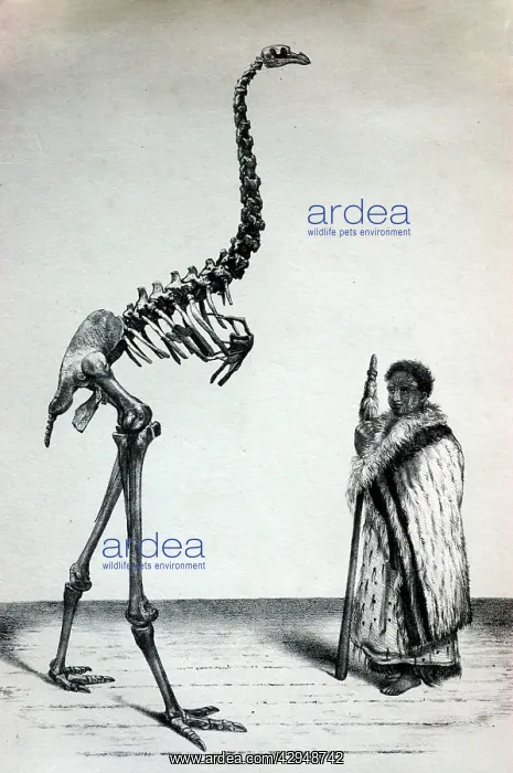 : Black & White Illustration: Moa skeleton with man : Black & White Illustration: Moa skeleton with man