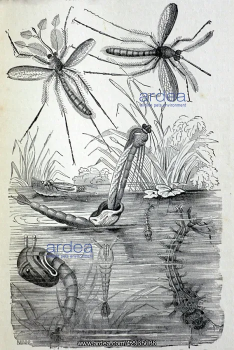 : Black & White Illustration: Non-biting Midge - : Black & White Illustration: Non-biting Midge -