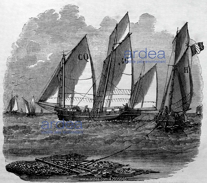: Black & White Illustration: Oyster dredging, North : Black & White Illustration: Oyster dredging, North