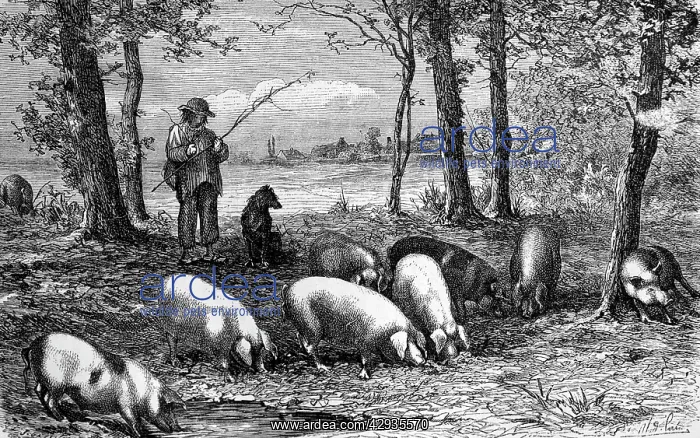: Black & White Illustration: Pannage - pigs eating : Black & White Illustration: Pannage - pigs eating