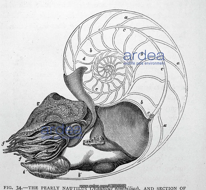 : Black & White Illustration: Pearly Nautilus sectioned : Black & White Illustration: Pearly Nautilus sectioned
