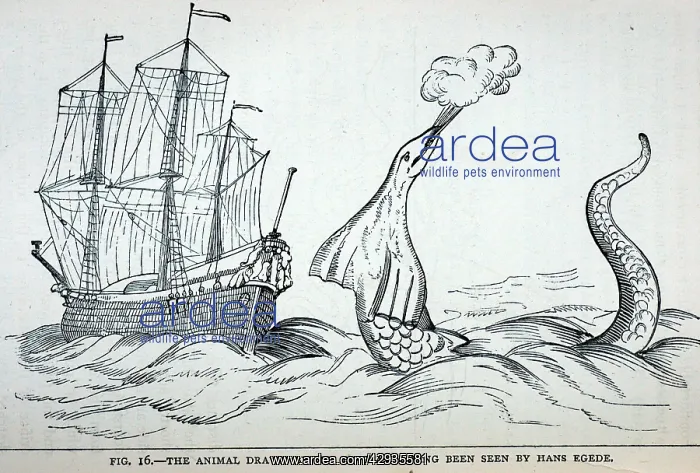 : Black & White Illustration: Sea Serpent - from : Black & White Illustration: Sea Serpent - from