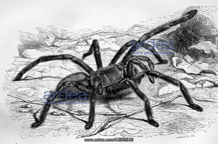 : Black & White Illustration: Spider : Black & White Illustration: Spider