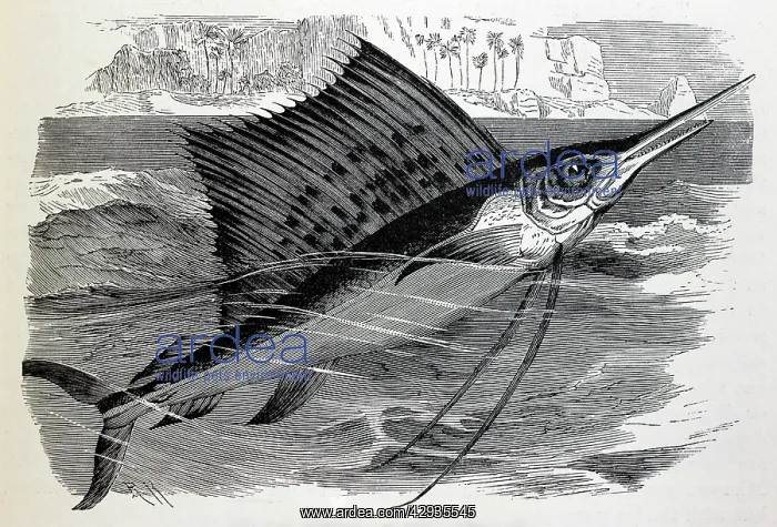 : Black & White Illustration: Spotted Indian Swordfish : Black & White Illustration: Spotted Indian Swordfish