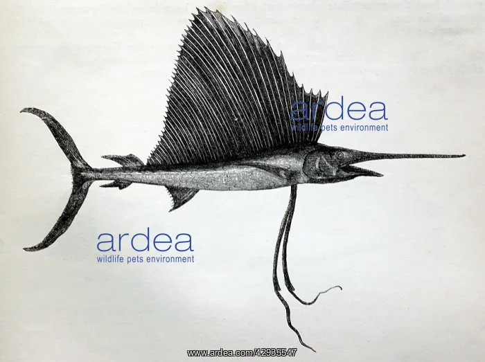 : Black & White Illustration: Swordfish (sailor : Black & White Illustration: Swordfish (sailor