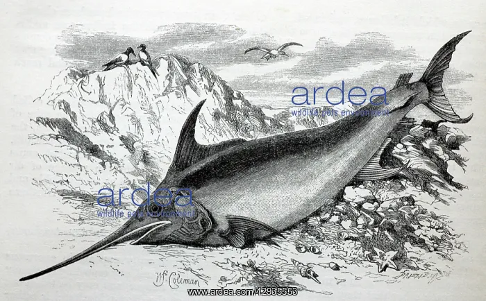  : Black & White Illustration: Swordfish from Wood 1863