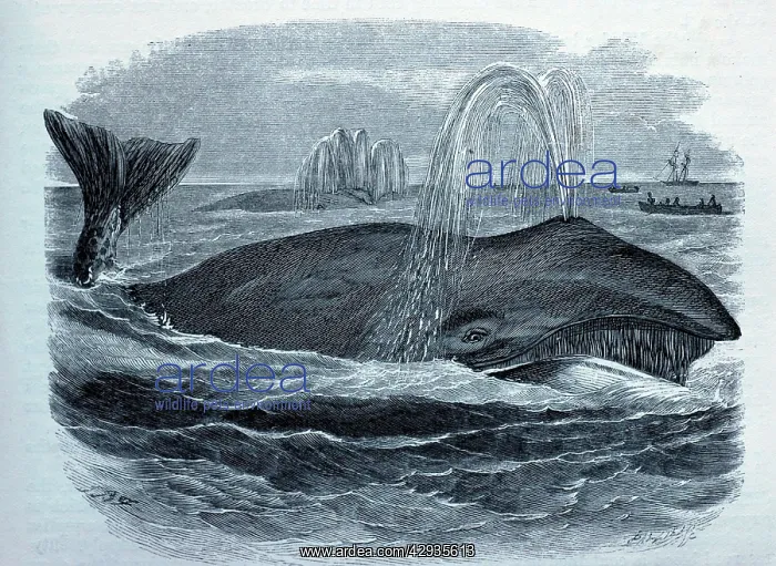: Black & White Illustration: Whale - spouting : Black & White Illustration: Whale - spouting