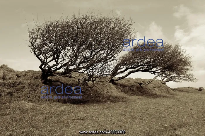 : Tree. Black and white image of three windblown trees in landscape : Tree. Black and white image of three windblown trees in landscape