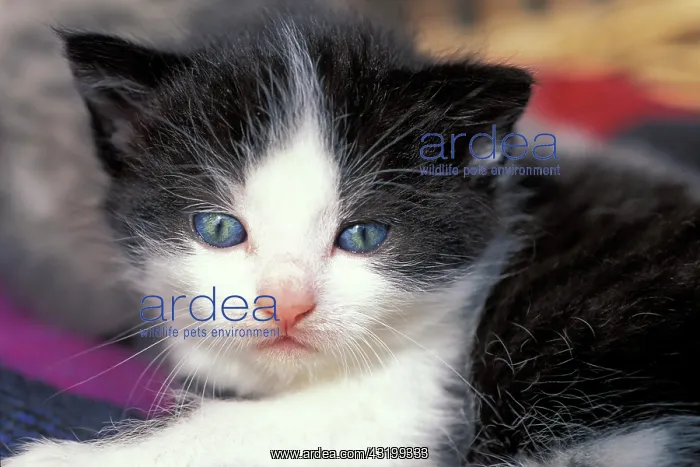 : Black-white kitten Schwarz-wei&, xdf;es K&, xe4;tzchen : Black-white kitten Schwarz-wei&, xdf;es K&, xe4;tzchen
