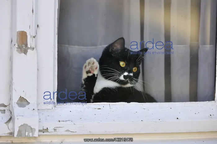 : Black and white kitten waving his paw at the window : Black and white kitten waving his paw at the window
