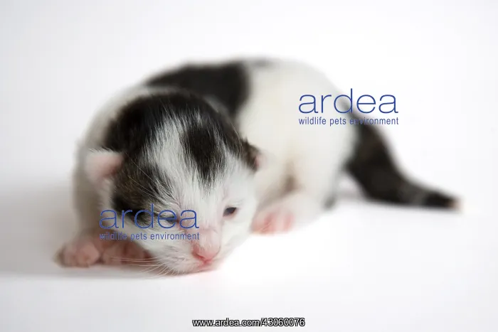 : Black and white kitten on white background France : Black and white kitten on white background France