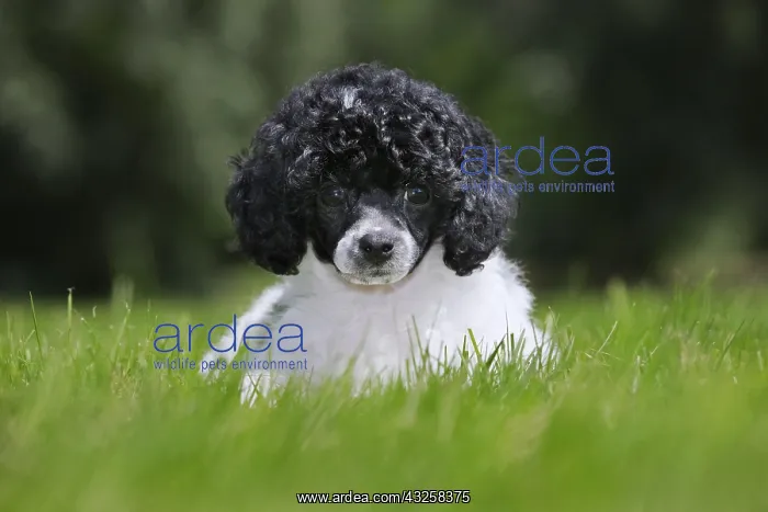 : Black and white Miniature, Dwarf, Nain poodle (Canis : Black and white Miniature, Dwarf, Nain poodle (Canis