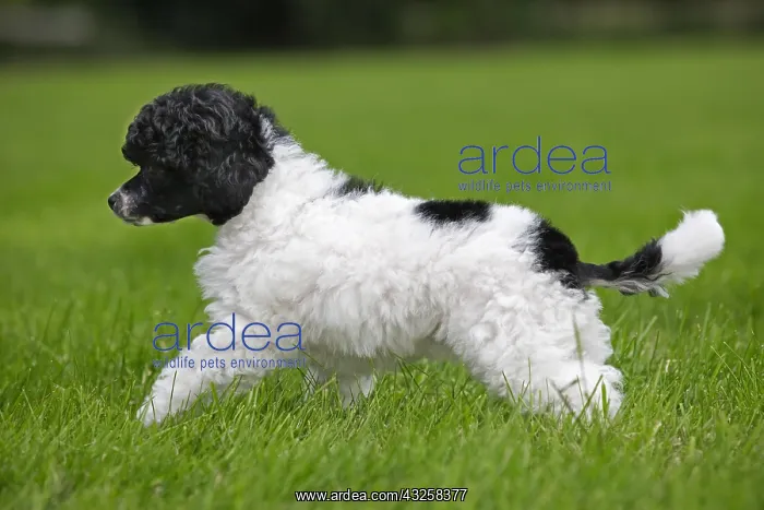 : Black and white Miniature, Dwarf, Nain poodle (Canis : Black and white Miniature, Dwarf, Nain poodle (Canis