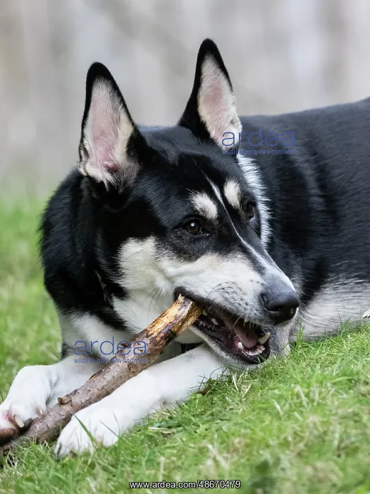: Black and white mixed breed dog portrait, chewing on a : Black and white mixed breed dog portrait, chewing on a