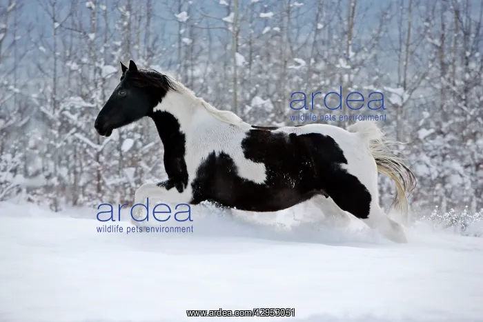 : Black and white Paint Horse running in meadow in fresh snow : Black and white Paint Horse running in meadow in fresh snow