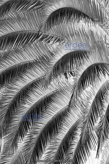 : Black and White Pattern in branches of palm tree : Black and White Pattern in branches of palm tree