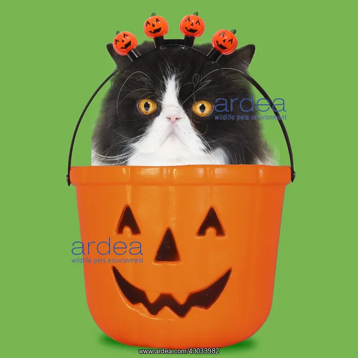 : Black & White Persian Cat, sitting in Halloween : Black & White Persian Cat, sitting in Halloween