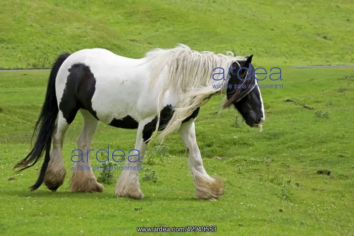 : Black and white piebald horse trotting : Black and white piebald horse trotting