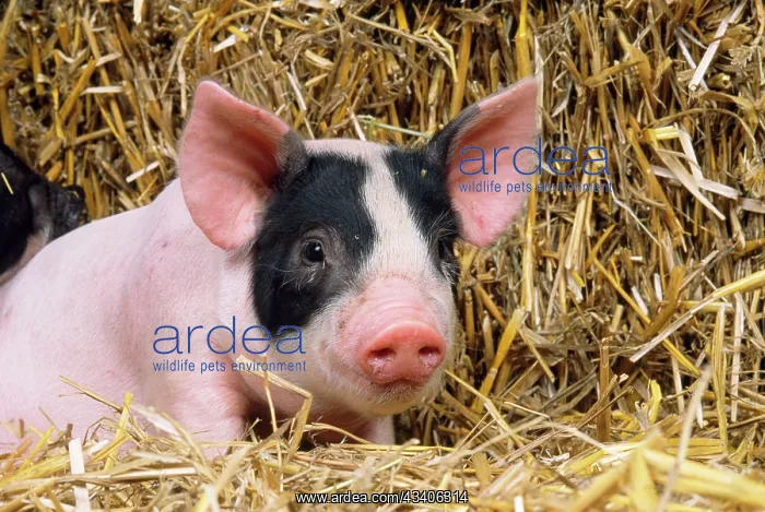 : Black & White Piglet - in straw : Black & White Piglet - in straw