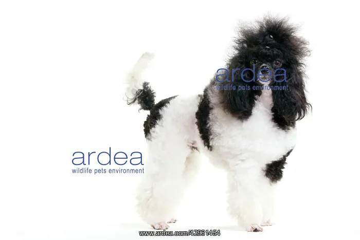 : Black and White Poodle : Black and White Poodle