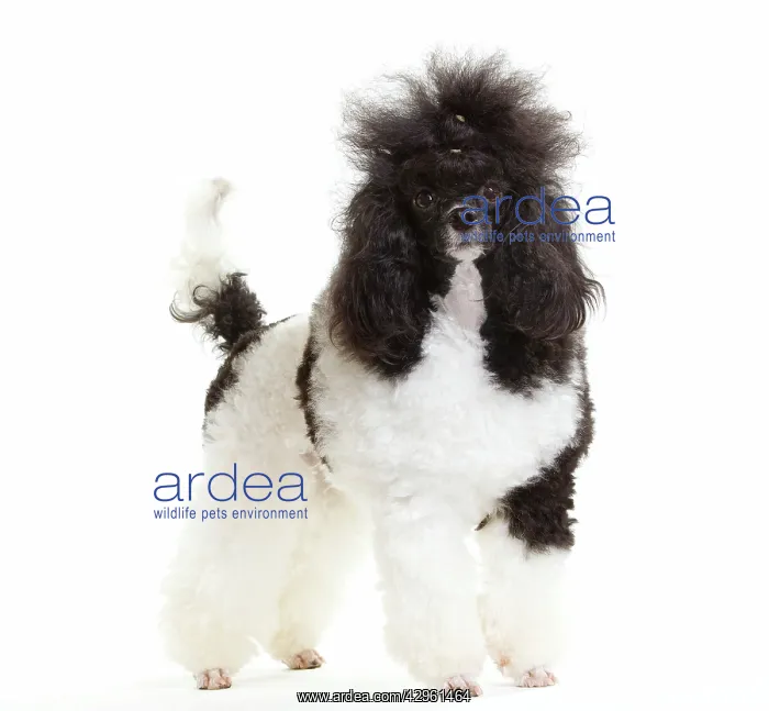 : Black and White Poodle : Black and White Poodle