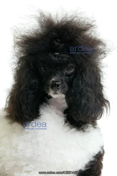 : Black and White Poodle : Black and White Poodle