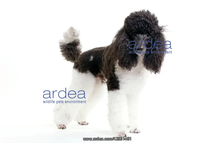 : Black and White Poodle : Black and White Poodle