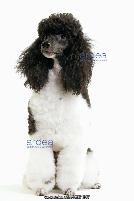 : Black and White Poodle : Black and White Poodle