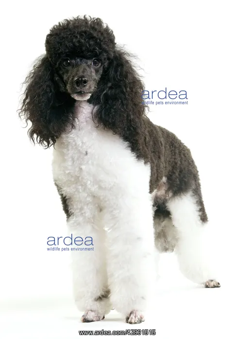 : Black and White Poodle : Black and White Poodle