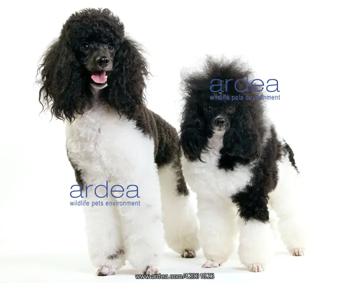: Black and White Poodle : Black and White Poodle