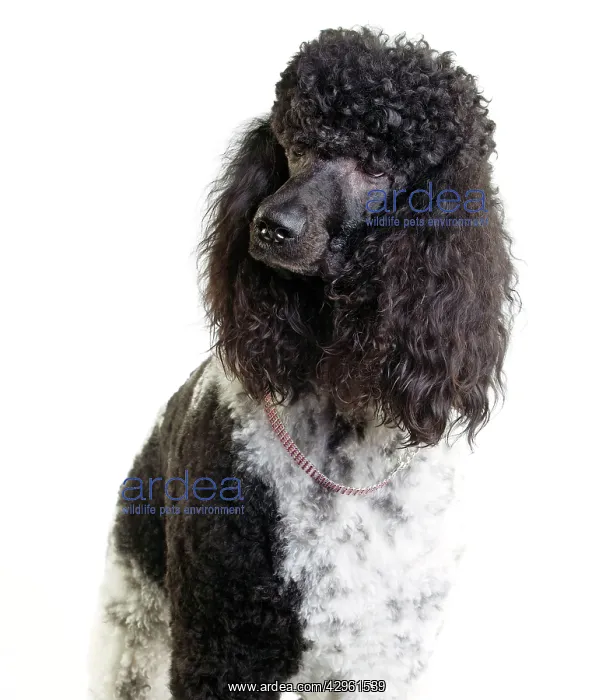 : Black and White Poodle : Black and White Poodle