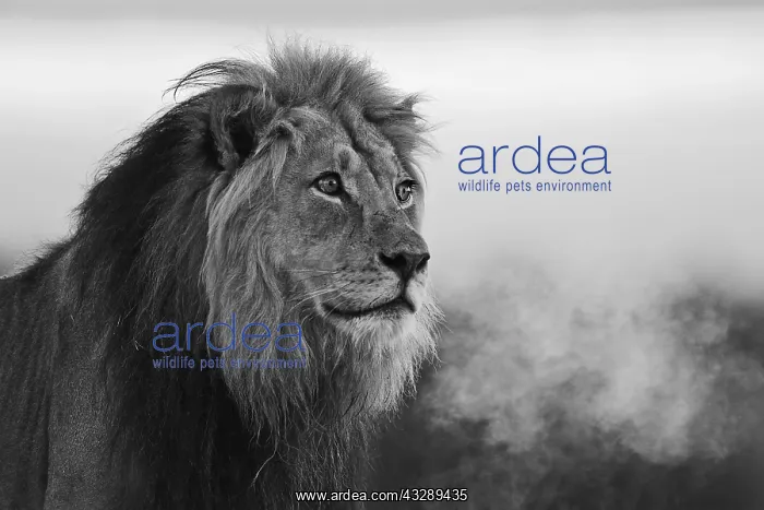 : A black and white portrait of a dominant male k : A black and white portrait of a dominant male k