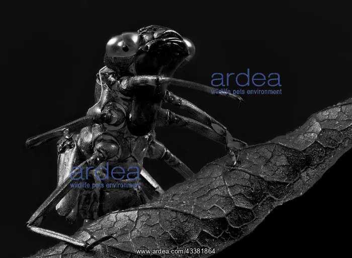 : Black and white portrait of the empty skin of a dragonfly la : Black and white portrait of the empty skin of a dragonfly la
