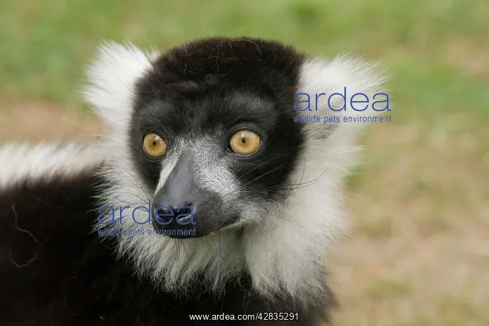 : Black & White Ruffed Lemur : Black & White Ruffed Lemur
