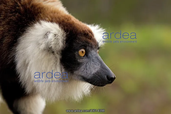 : Black and White Ruffed Lemur : Black and White Ruffed Lemur