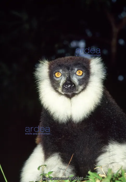 : Black and white Ruffed LEMUR - close-up : Black and white Ruffed LEMUR - close-up