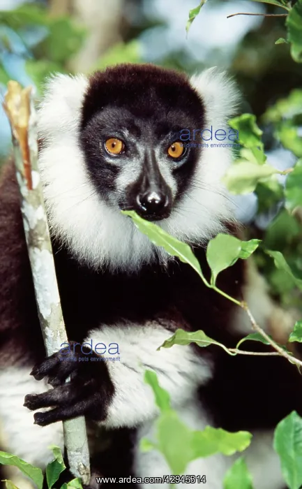 : Black and white ruffed LEMUR - close-up, endemic : Black and white ruffed LEMUR - close-up, endemic