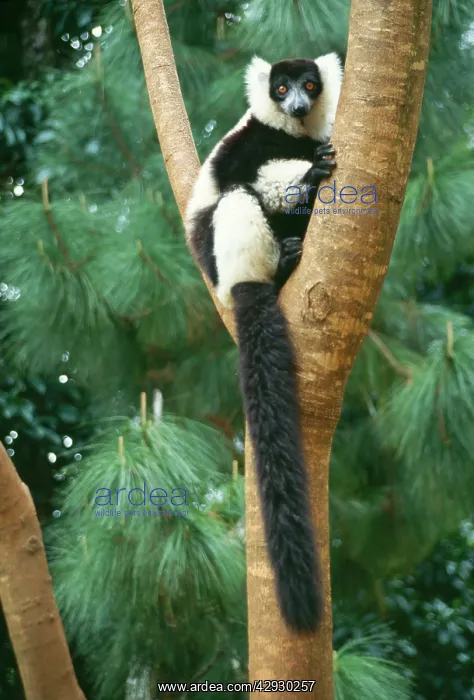 : Black and White Ruffed LEMUR - sitting in fork of tree : Black and White Ruffed LEMUR - sitting in fork of tree