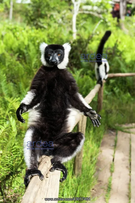 : Black and White Ruffed Lemur sunbathing : Black and White Ruffed Lemur sunbathing