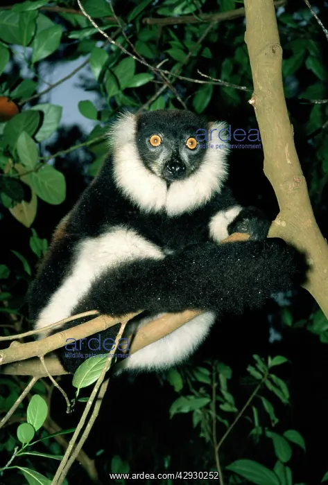 : Black and white Ruffed LEMUR - in tree : Black and white Ruffed LEMUR - in tree