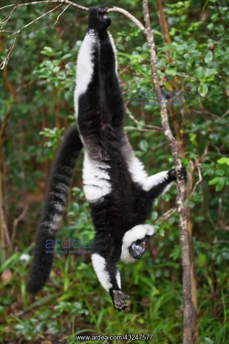 : Black and white ruffed lemur (Varecia variegata) : Black and white ruffed lemur (Varecia variegata)