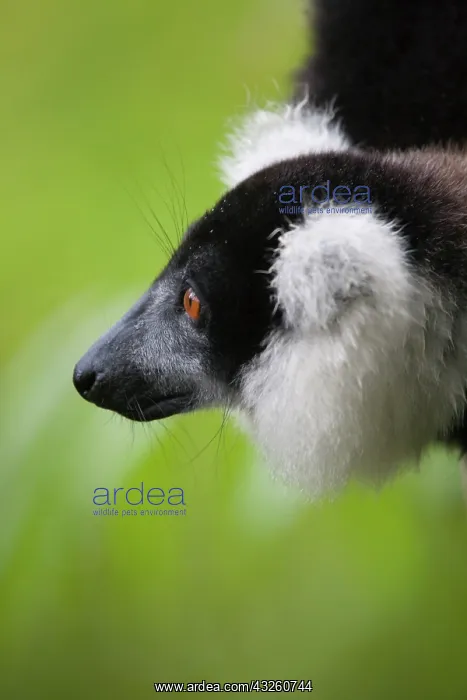  : Black and white ruffed lemur (Varecia variegata)