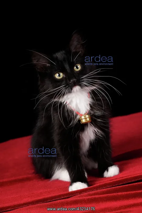 : Black & white short-haired kitten, 2 1 / 2 : Black & white short-haired kitten, 2 1 / 2